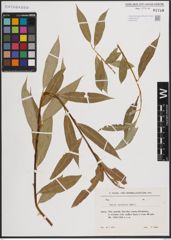 Foto von Salix excelsa S. G. Gmel.